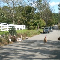 Farm turkeys in the road